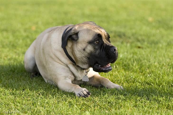 Bullmastiff Luna billede 18