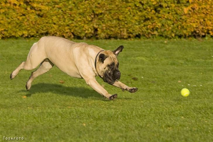 Bullmastiff Luna billede 19