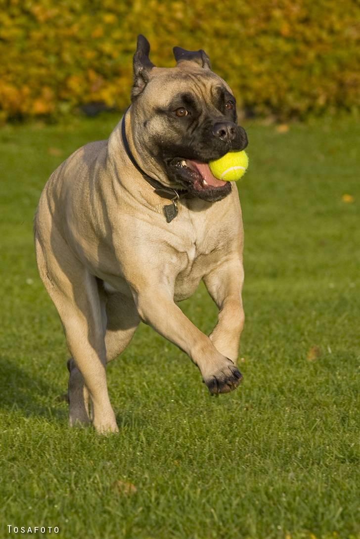 Bullmastiff Luna billede 20