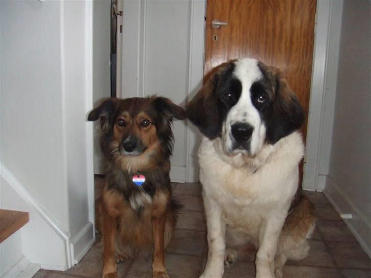 Sankt bernhardshund Chica R.I.P billede 4