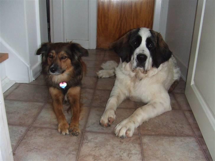 Sankt bernhardshund Chica R.I.P billede 5