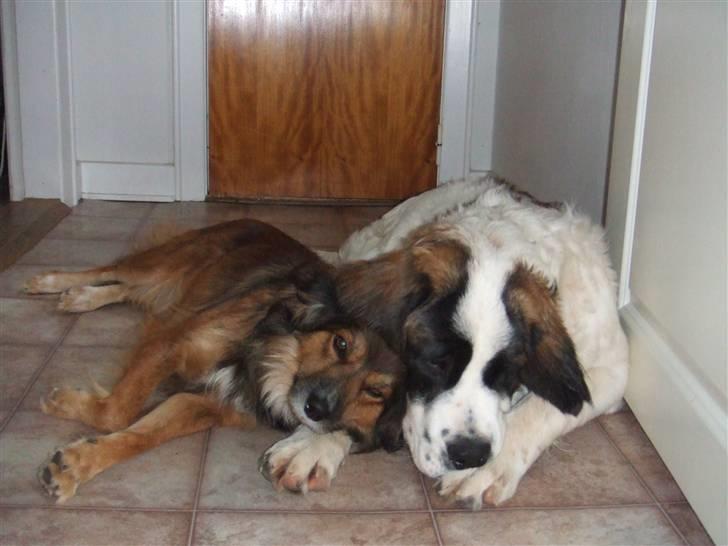 Sankt bernhardshund Chica R.I.P billede 6