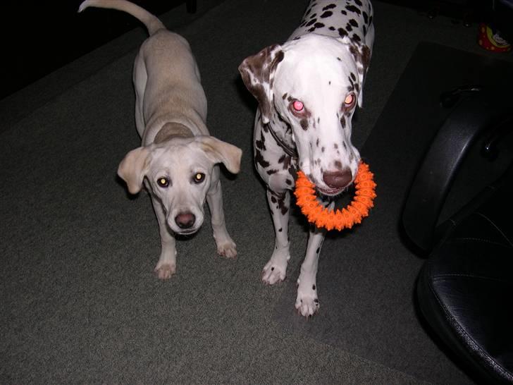 Blanding af racer Ronja billede 7