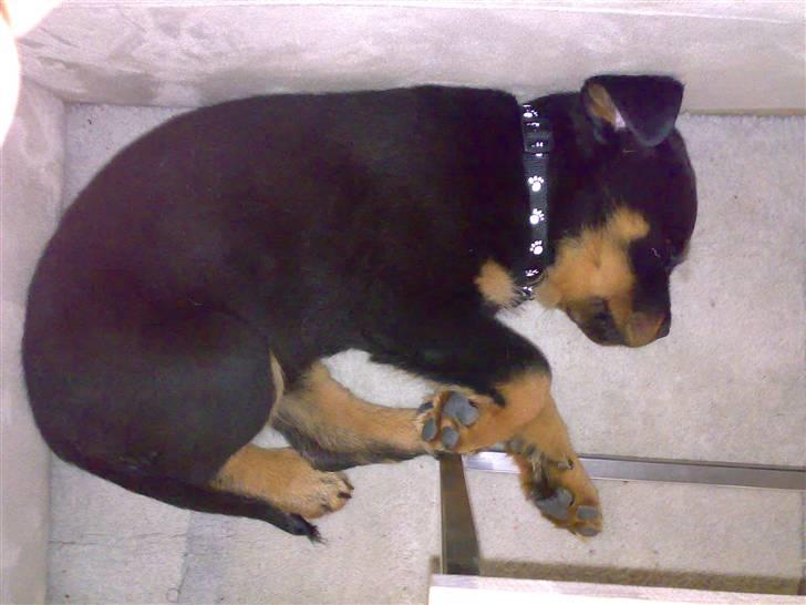 Rottweiler Simba - 9 uger billede 17