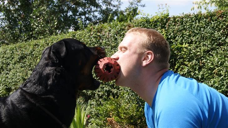 Rottweiler Simba - simba kæmper om bolden med en hidtil ukendt race..... billede 18