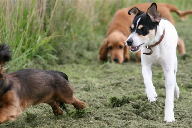 Dansk svensk gaardhund : Buster billede 16