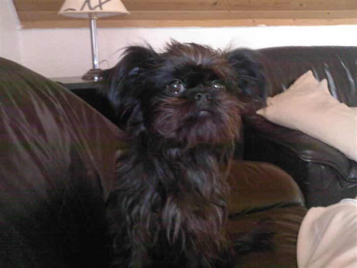 Griffon belge Fie billede 3