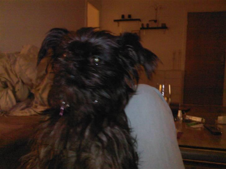 Griffon belge Fie billede 4