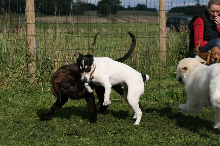 Dansk svensk gaardhund : Buster billede 17