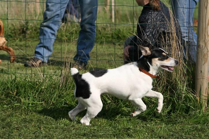 Dansk svensk gaardhund : Buster billede 18
