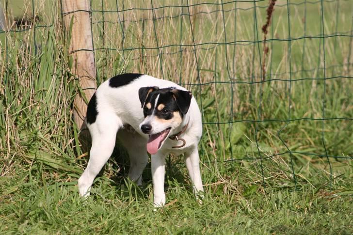 Dansk svensk gaardhund : Buster billede 19