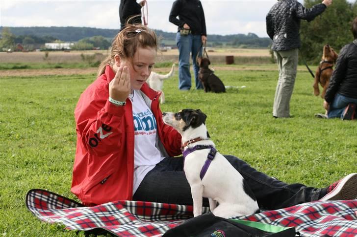 Dansk svensk gaardhund : Buster billede 20