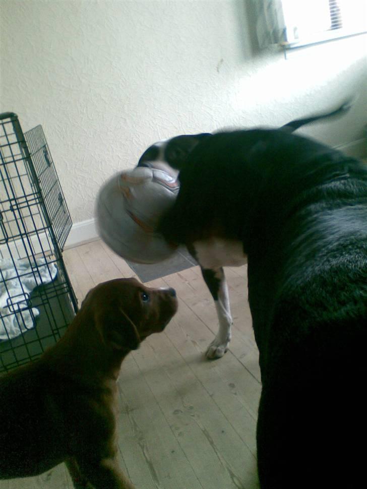 Blanding af racer Liva  - Kikki & Tyson leger med bold, imens Liva kigger på... billede 11