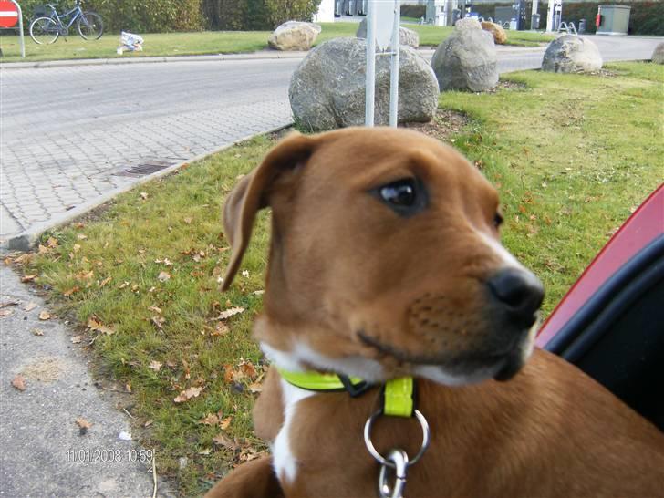 Blanding af racer Liva  billede 13