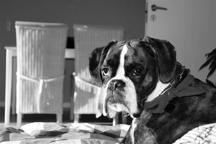 Boxer Aslan - se hvor fin jeg er billede 1