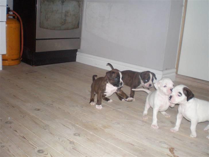 Boxer Aslan - mig og mine søskende tosser rundt billede 2