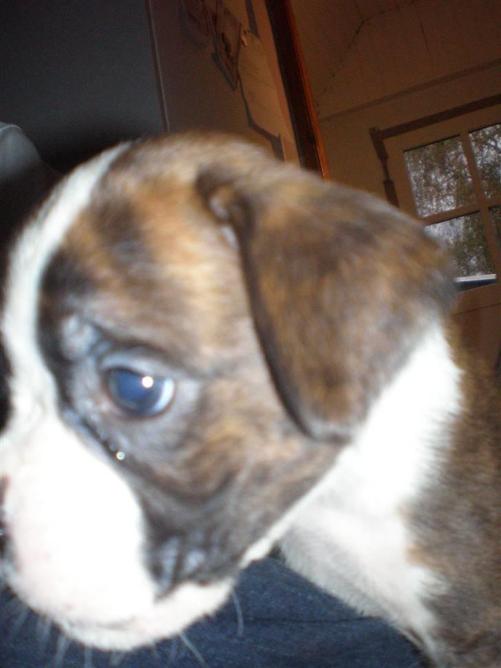 Boxer Aslan billede 3