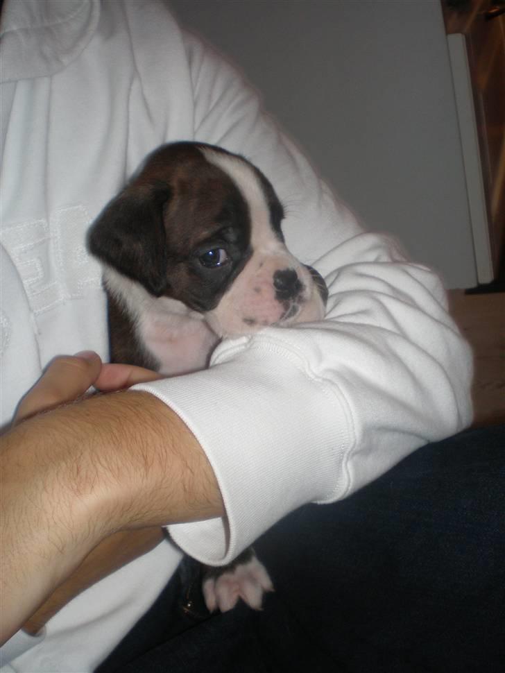 Boxer Aslan billede 4