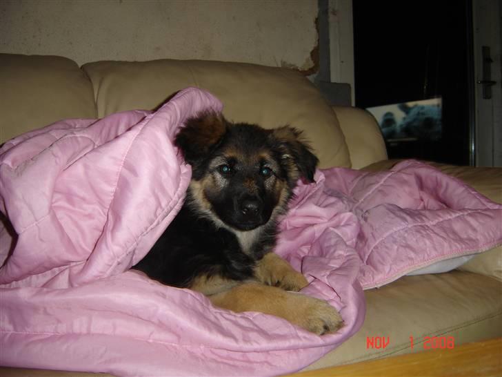 Schæferhund Tammy - mmmm hygge!! billede 2