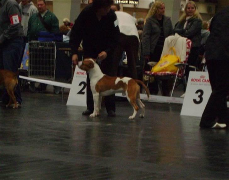 Amerikansk staffordshire terrier Zican´s Icon aka Biffan billede 8