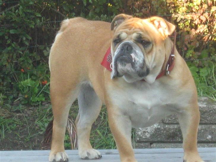 Engelsk bulldog a CHILLI UZI billede 17