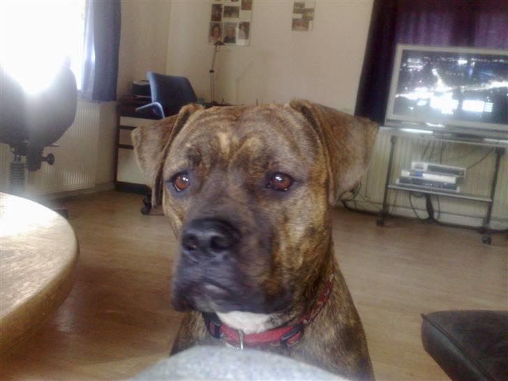 Amerikansk bulldog Topps Magic Mette - ak billede 7