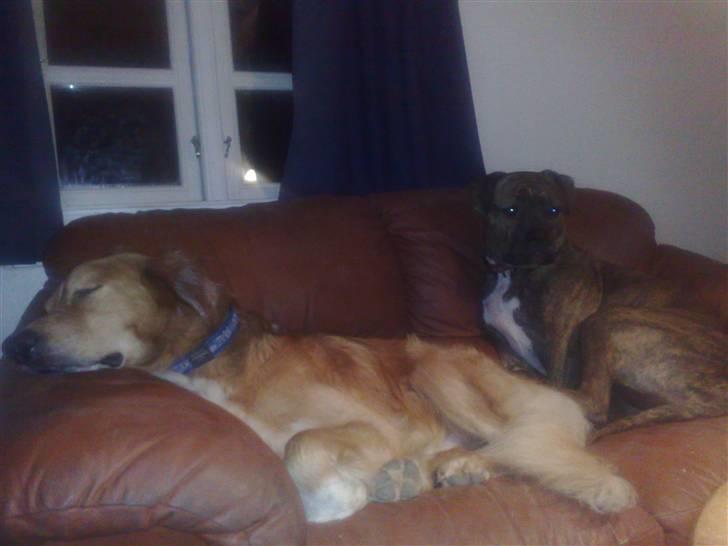 Amerikansk bulldog Topps Magic Mette - i hvor han fylder billede 8