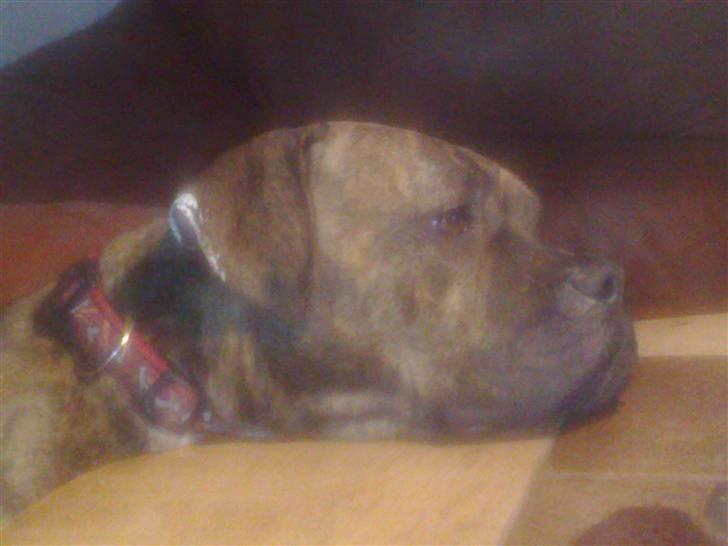 Amerikansk bulldog Topps Magic Mette - man er lidt træt har lige reddet en ældre dame billede 9