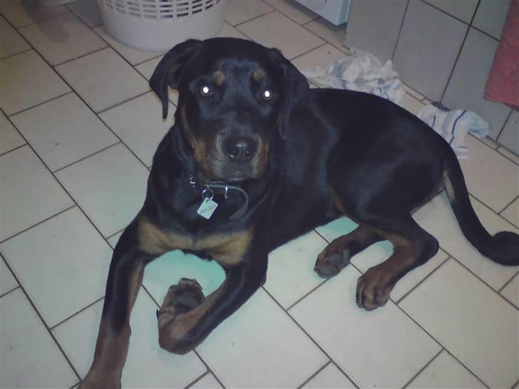 Rottweiler Kayla † billede 7