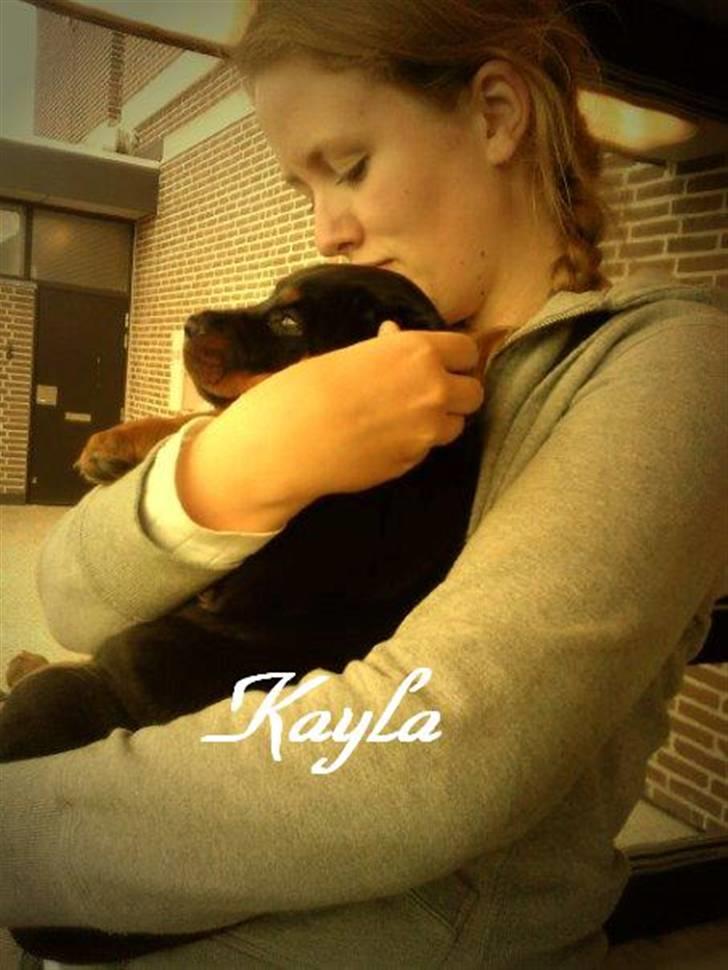 Rottweiler Kayla † - På vej hjem med Kayla billede 8
