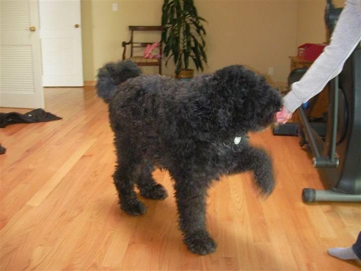 Bouvier des flandres Buffer - vi gaar march! et, to, et, to... billede 9