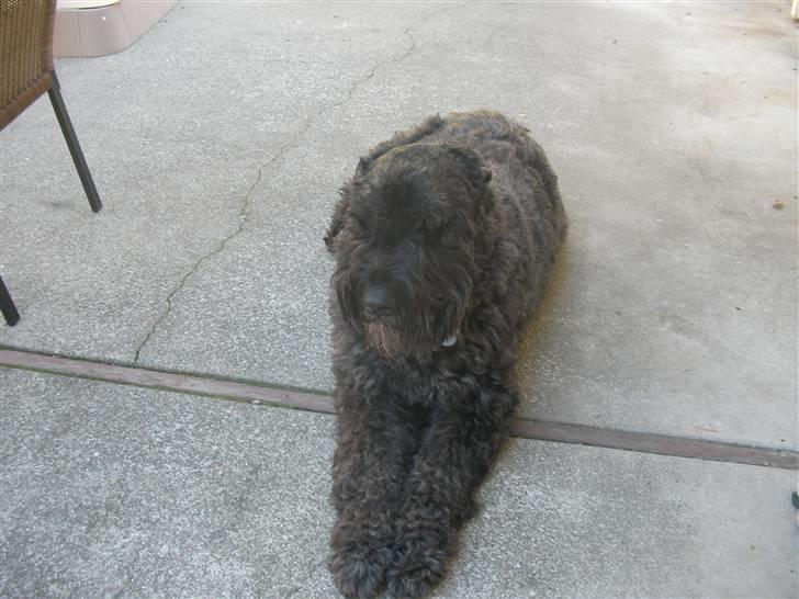 Bouvier des flandres Buffer billede 10