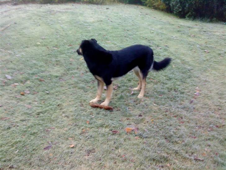 Blanding af racer Chili billede 11