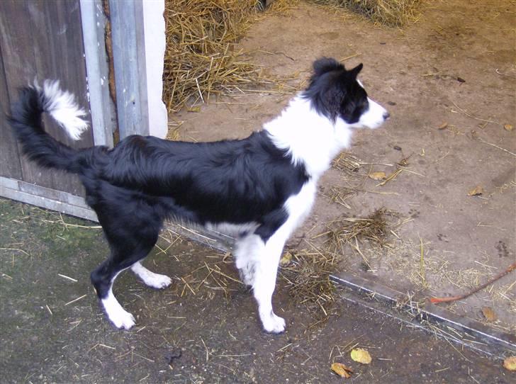 Border collie Filla billede 12