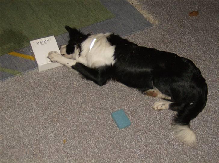 Border collie Filla billede 13