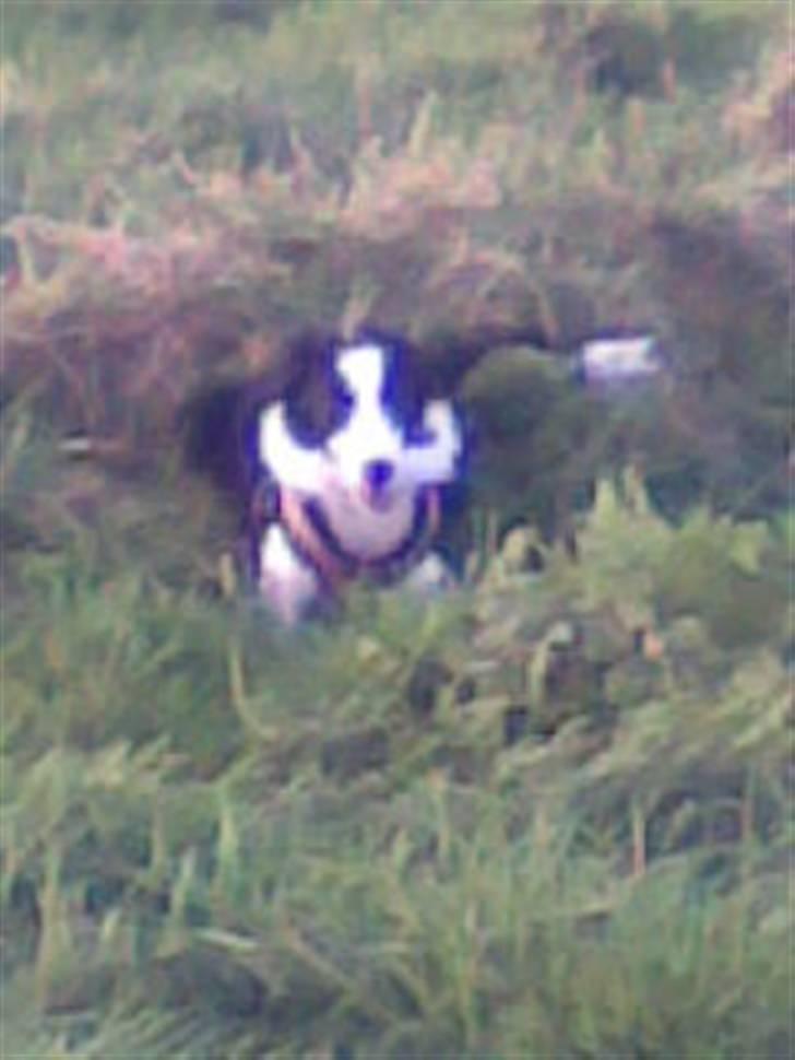 Border collie Filla billede 14