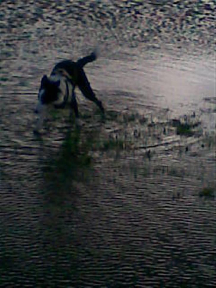 Border collie Filla billede 15