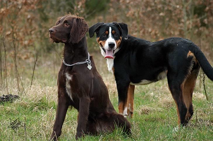 Langhåret hønsehund Gipsy 2003 - 2013 - Gipsy med vores genbos dejlige Jeff billede 1