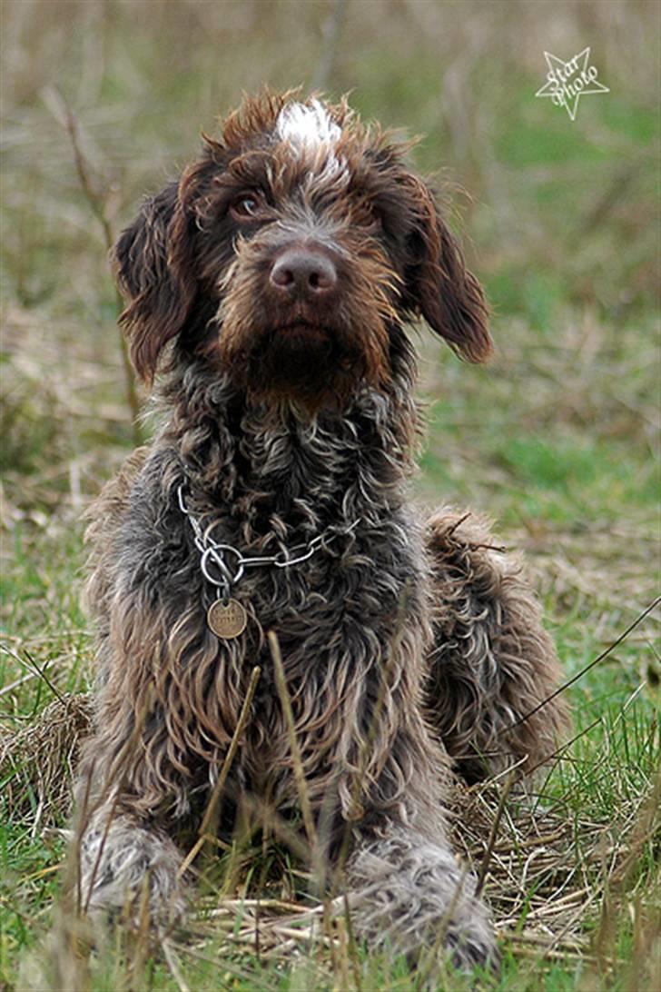 Ruhåret hønsehund Floyd 1997-2010 - Floyd 10 år billede 1