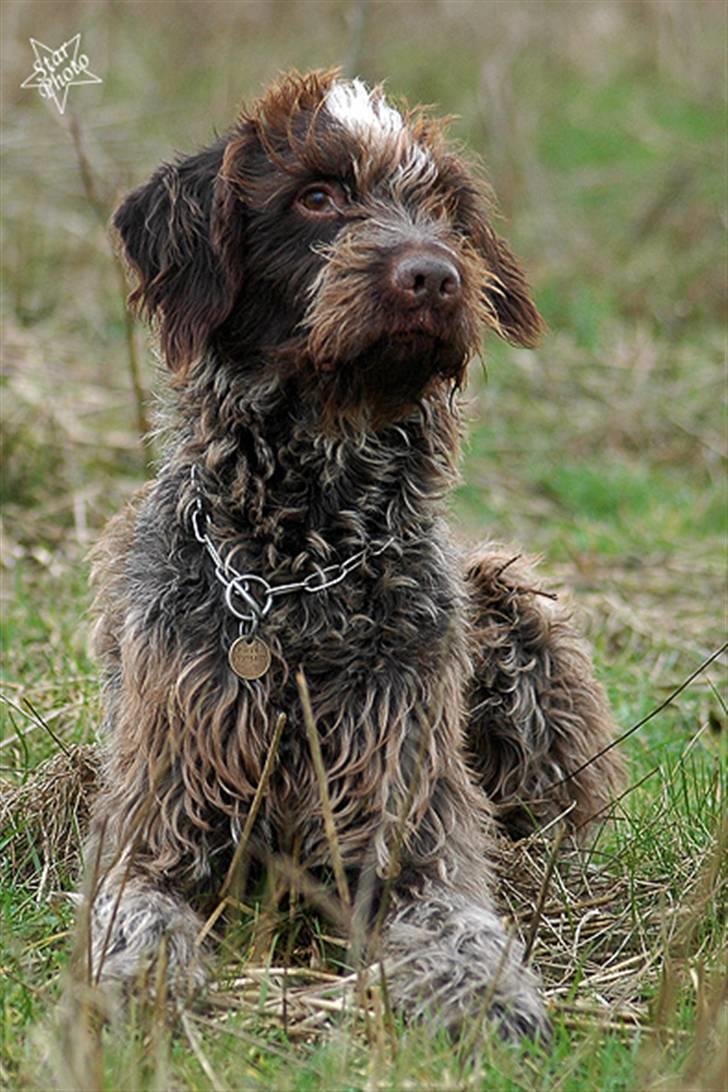 Ruhåret hønsehund Floyd 1997-2010 - Floyd 10 år billede 2