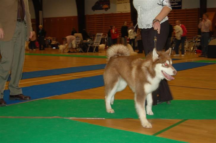 Alaskan malamute Sakima billede 13