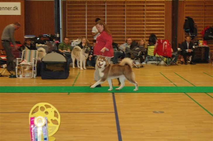 Alaskan malamute Sakima billede 14