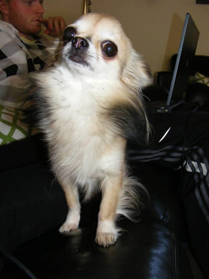 Chihuahua | Jacko - # Billede 7 billede 7