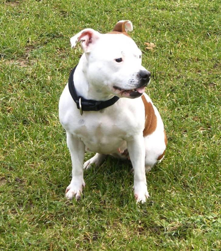 Staffordshire bull terrier Pil (Staffjoy's Kyomi) billede 3