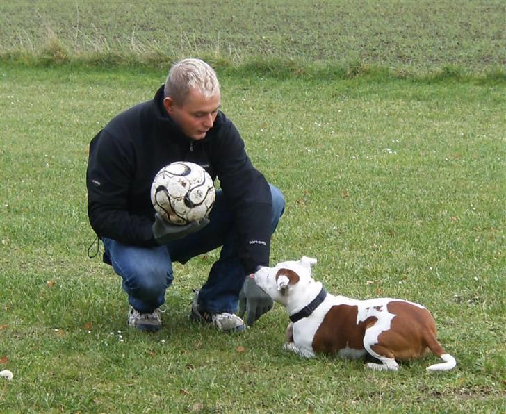 Staffordshire bull terrier Pil (Staffjoy's Kyomi) - Far har taget min bold, så jeg rækker bare tunge af ham.. HAHAHA... billede 4