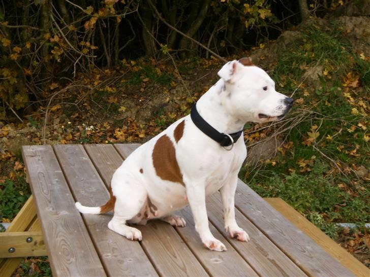 Staffordshire bull terrier Pil (Staffjoy's Kyomi) - Hvad mon Mor og Far NU er ved at finde på til mig? billede 5