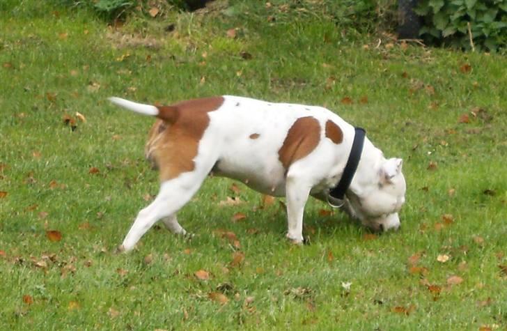 Staffordshire bull terrier Pil (Staffjoy's Kyomi) - Jeg ELSKER at gå spor.. Her går jeg spor helt selv!! :) billede 6