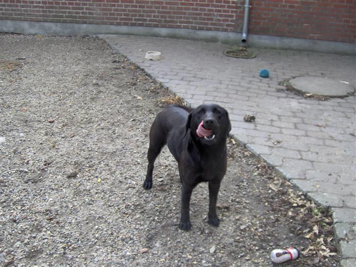 Labrador retriever lucky billede 8