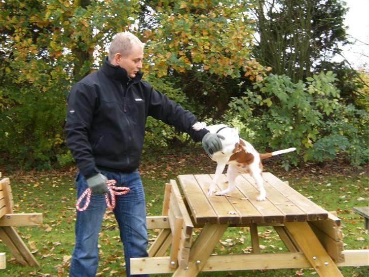 Staffordshire bull terrier Pil (Staffjoy's Kyomi) - Far og mig er lige igang med en lille battle.. :) billede 7