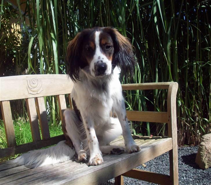 Blanding af racer Balder billede 2